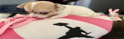 Chihuahua cani in vendita: Chihuahua cuccioli - Annuncio 7