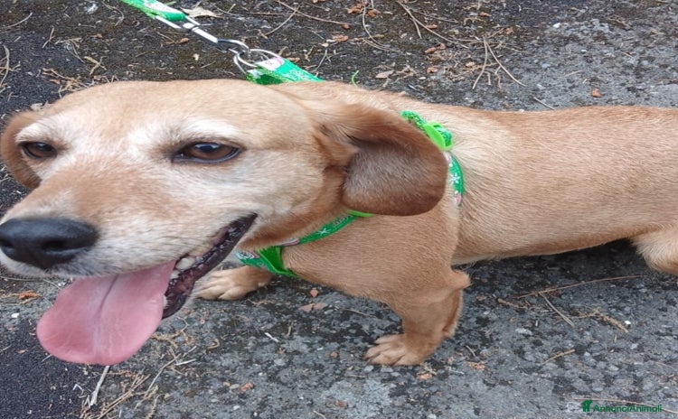Meticcio cani a Città metropolitana di Milano - Annuncio 13