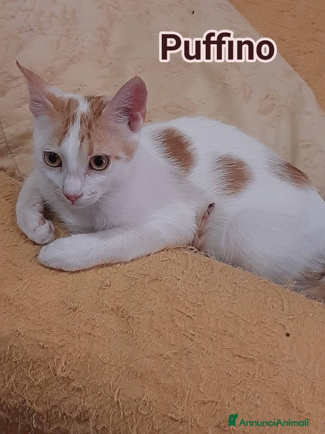 Europeo gatti in regalo: Micino bellissimo rosso/ bianco SOS CASA ROMA  - Annuncio 4