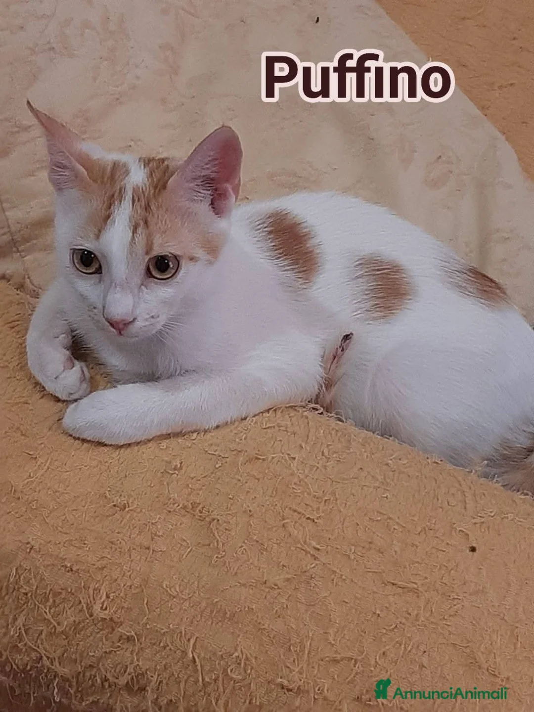 Europeo gatti in regalo: Micino bellissimo rosso/ bianco SOS CASA ROMA  - Annuncio 4