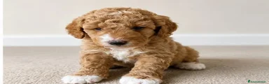 Meticcio Cucciolo 3