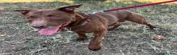 Meticcio cani in regalo: CARAMELLO CERCA FAMIGLIA - Annuncio 5