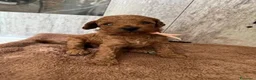 Barboncino Toy cani in vendita: Cuccioli di Barboncino Toy di Razza Pura - Annuncio 13