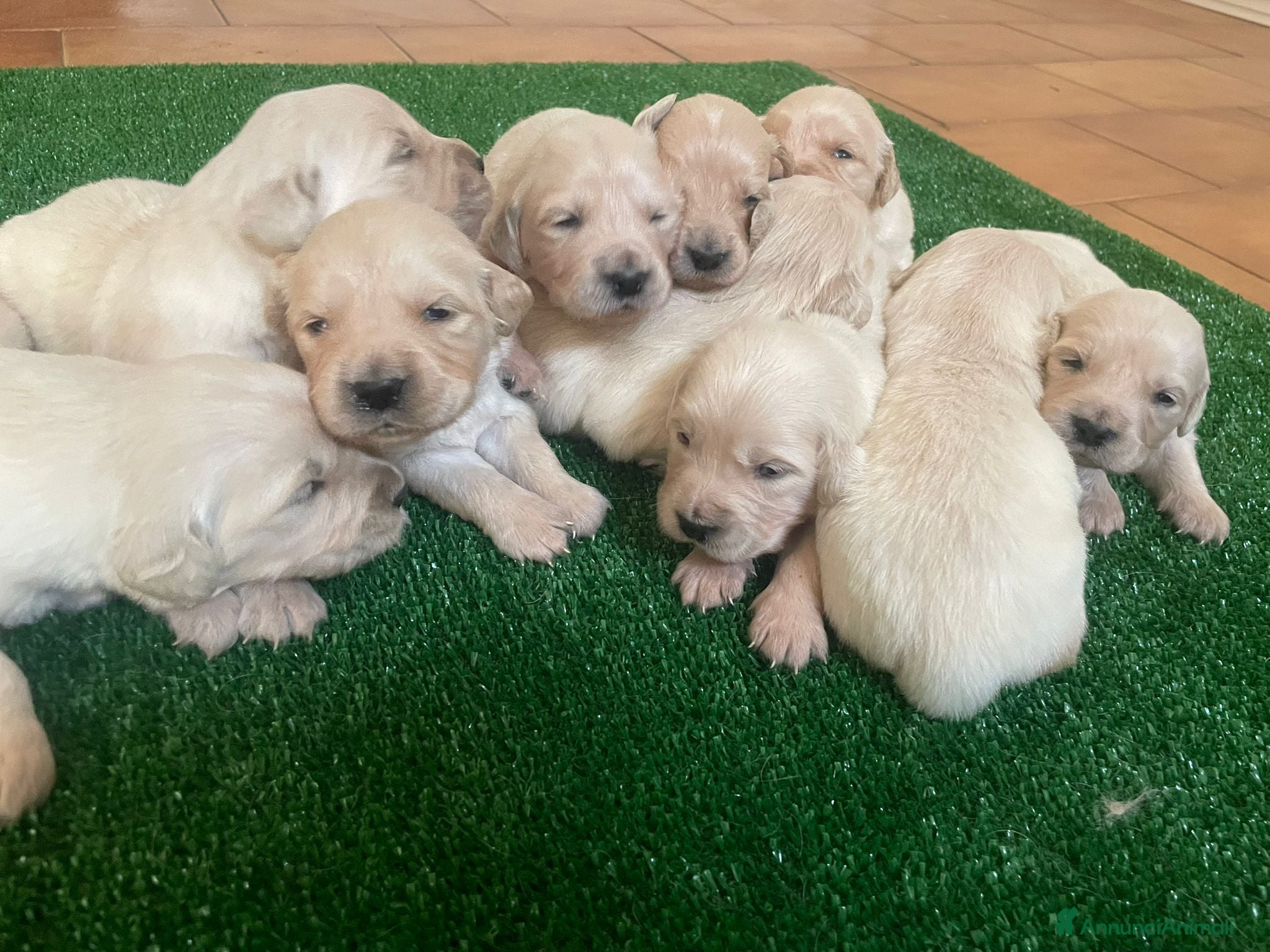 Golden Retriever cani vendo cuccioli golden retriever con pedigree  - Annuncio 1