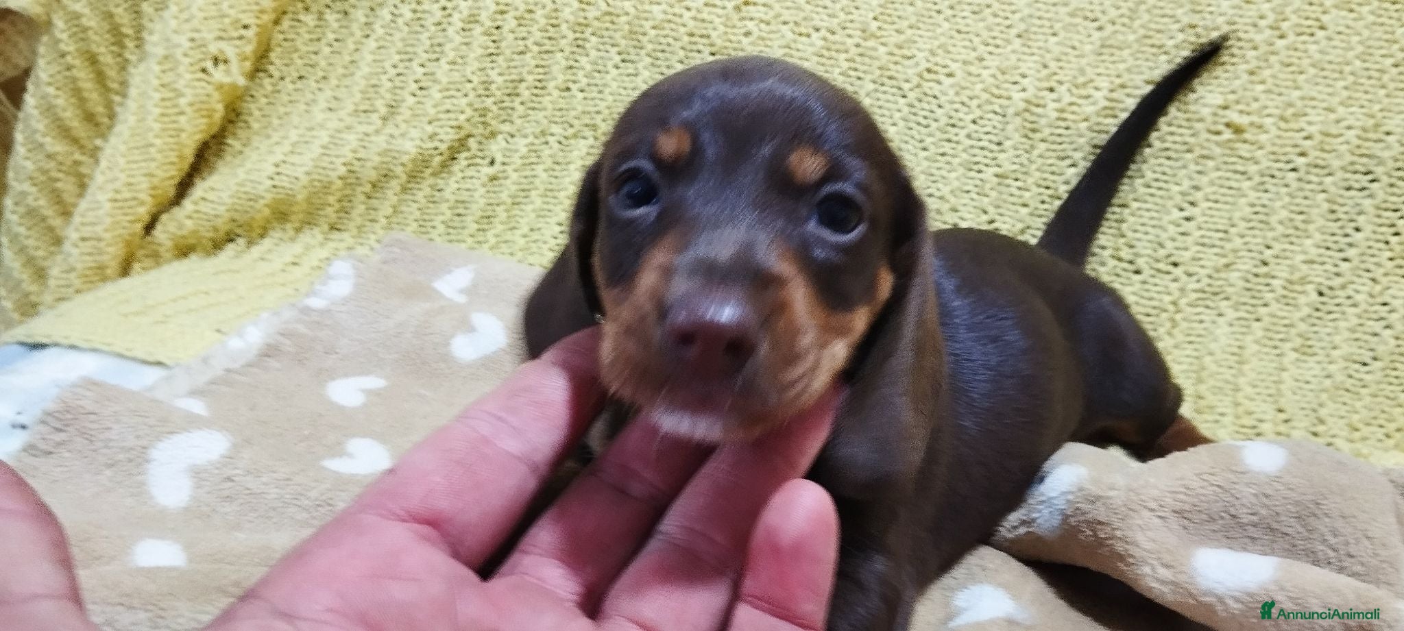 Bassotto cani Bassotto  - Annuncio 8