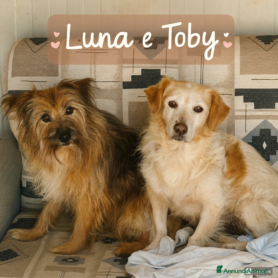 Meticcio cani in regalo: Luna e Toby cercano adozione!! dolci buoni educati - Annuncio 1