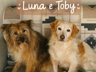 Meticcio cani Luna e Toby cercano adozione!! dolci buoni educati - Annuncio 3