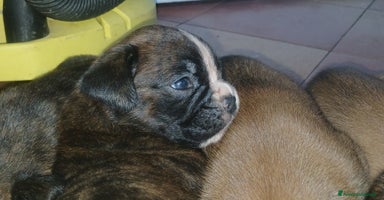 Boxer cani a Provincia di Bergamo - Annuncio 16
