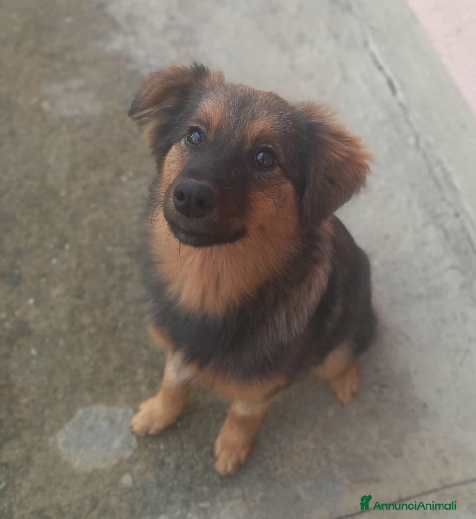 Meticcio cani SOPHIE, bellissima cucciola senza famiglia! - Annuncio 2