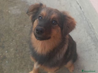 Meticcio cani SOPHIE, bellissima cucciola senza famiglia! - Annuncio 2