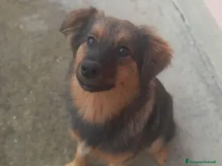 Meticcio cani SOPHIE, bellissima cucciola senza famiglia! - Annuncio 31