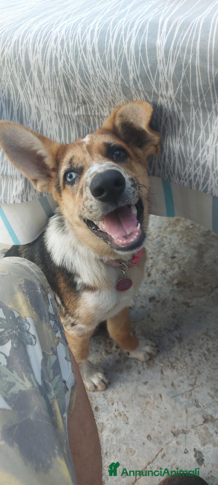 Meticcio cani Cucciolo femmina  - Annuncio 1
