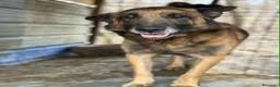 Pastore Belga cani in regalo: NARA & AIRON: PASTORI BELGA MALINOIS dolcissimi! - Annuncio 8