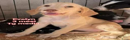Meticcio cani in regalo: Cuccioli in cerca di famiglie  - Annuncio 7