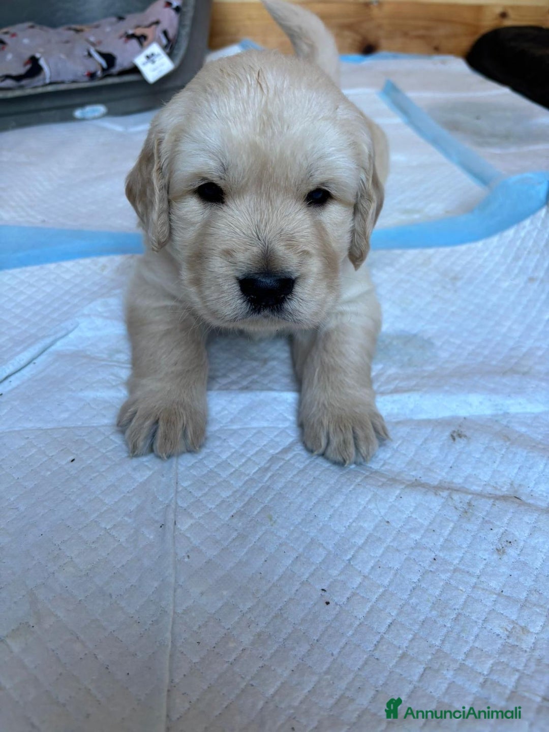 Golden Retriever cani in vendita: Ultimo maschietto di golden retriver disponibile - Annuncio 2