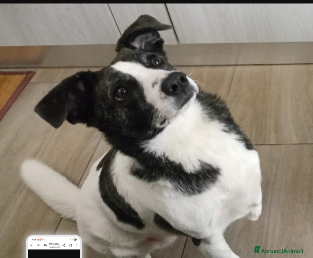 Meticcio cani Luce femmina 3anni TRIPODE,LO STALLO FINISCE!NUORO - Annuncio 15