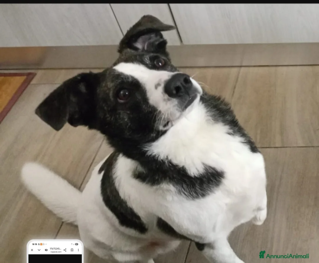 Meticcio cani in regalo: Luce femmina 3anni TRIPODE,LO STALLO FINISCE!NUORO - Annuncio 1