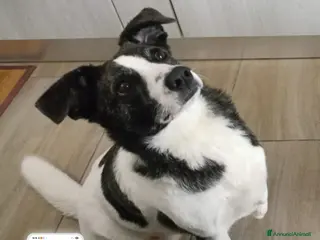 Meticcio cani Luce femmina 3anni TRIPODE,LO STALLO FINISCE!NUORO - Annuncio 15