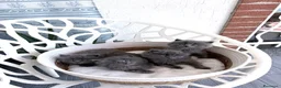 Siberiano gatti in vendita: Gattini siberiani - Annuncio 7