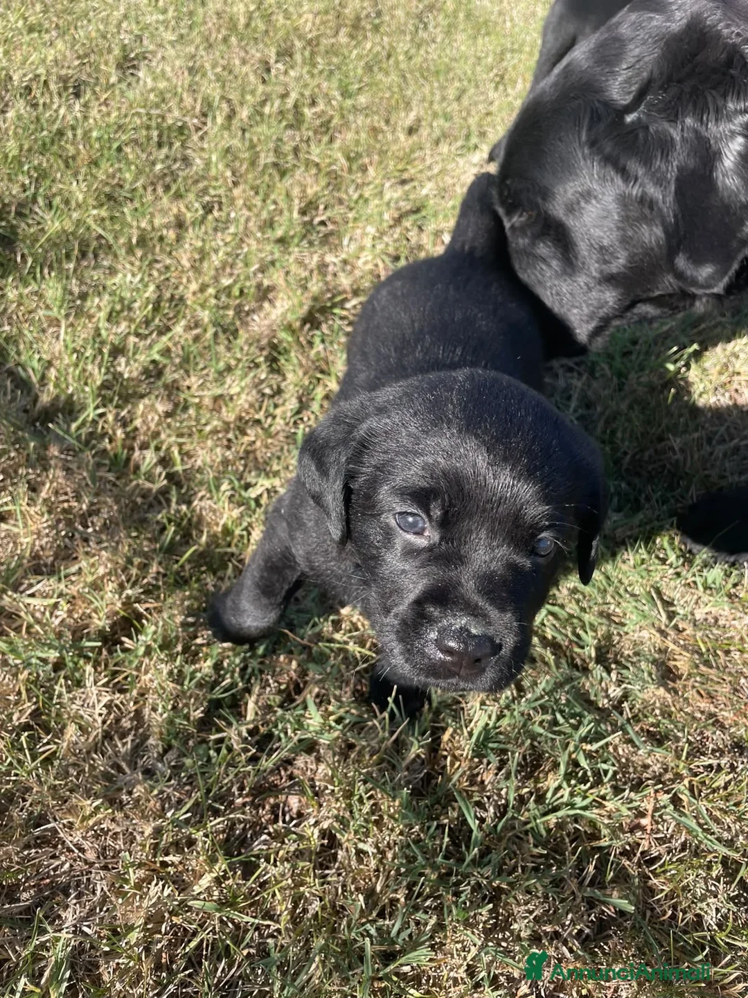 Labrador cani in vendita: Vendesi Labrador  a Provincia di Perugia - Annuncio 9