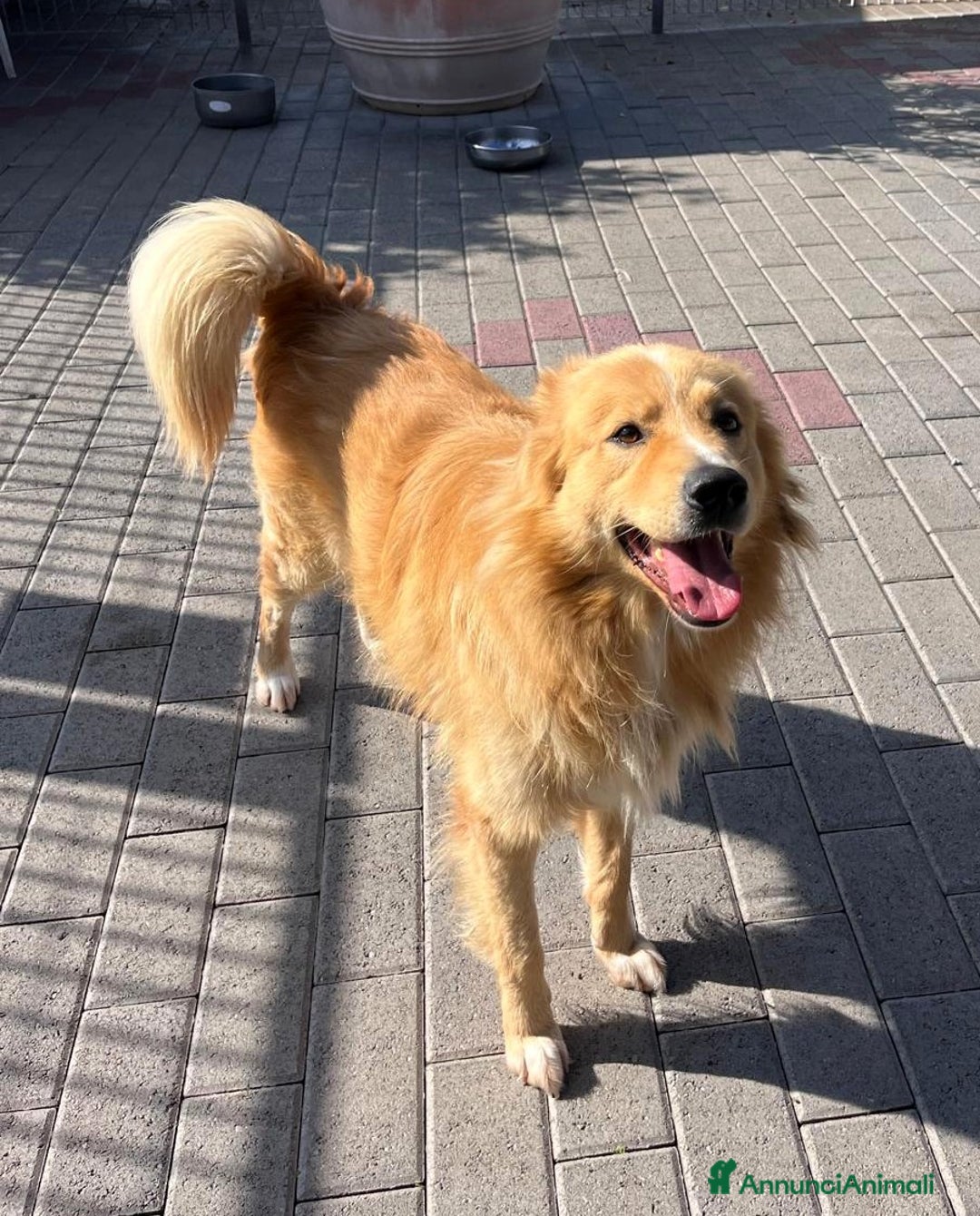 Meticcio cani in regalo: DIOR CAGNOLINO FULVO - Annuncio 10