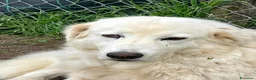 Meticcio cani in regalo: LA DOLCE CAMILLA HA BISOGNO DI UNA CASA - Annuncio 3