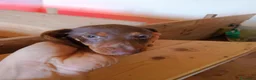 Bassotto Nano cani in vendita: Bassotto nano arlecchino cioccolato focato  - Annuncio 4