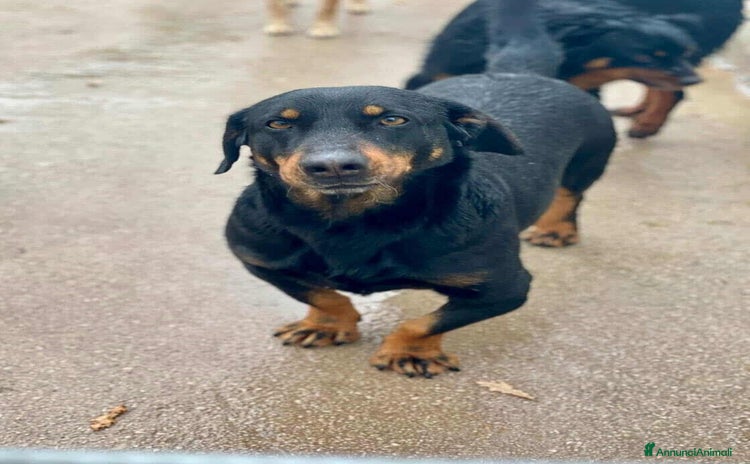 Meticcio cani GREGORY, simpatico cagnolone dalle zampe corte!! - Annuncio 17