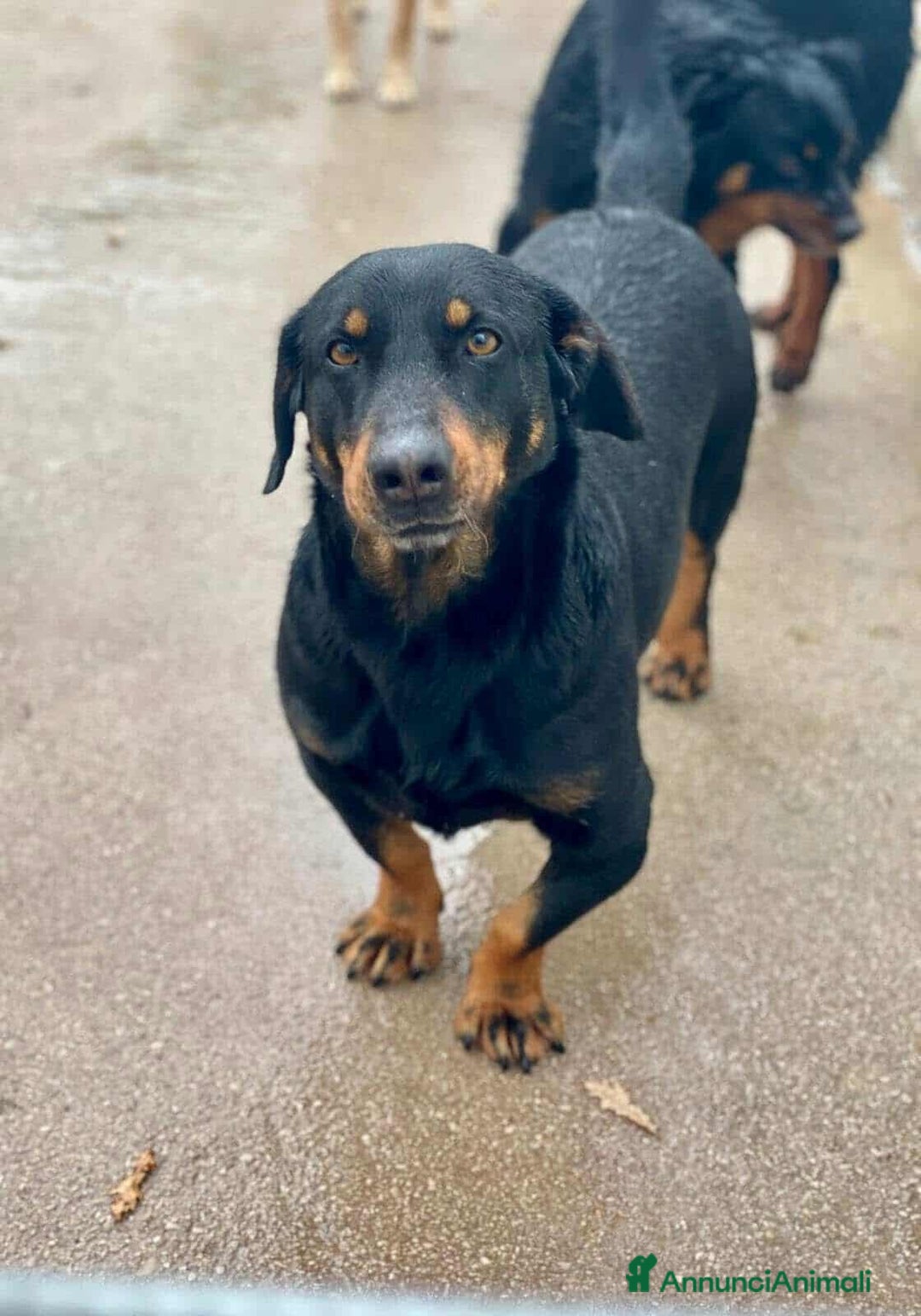 Meticcio cani in regalo: GREGORY, simpatico cagnolone dalle zampe corte!! - Annuncio 1