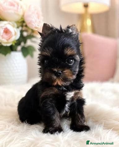Yorkshire cani Adorabili Yorkshire Terrier maschi - Annuncio 1