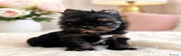 Yorkshire cani in vendita: Adorabili Yorkshire Terrier maschi - Annuncio 3