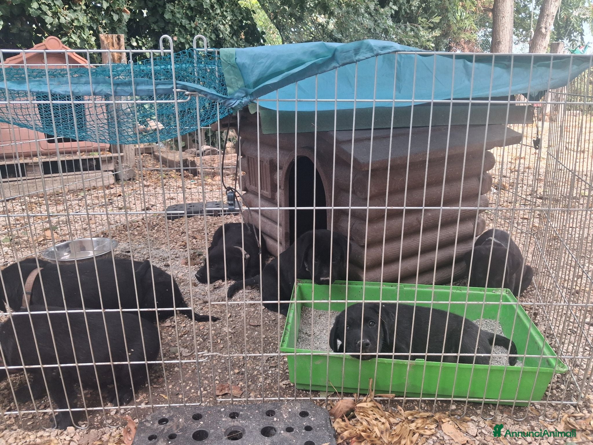 Labrador cani Cedo cuccioli di labrador total black - Annuncio 2