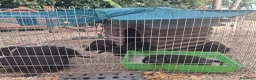 Labrador cani in vendita: Cedo cuccioli di labrador total black - Annuncio 1