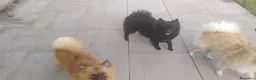 Volpino Pomerania cani in vendita: Volpino nero cucciolone - Annuncio 2