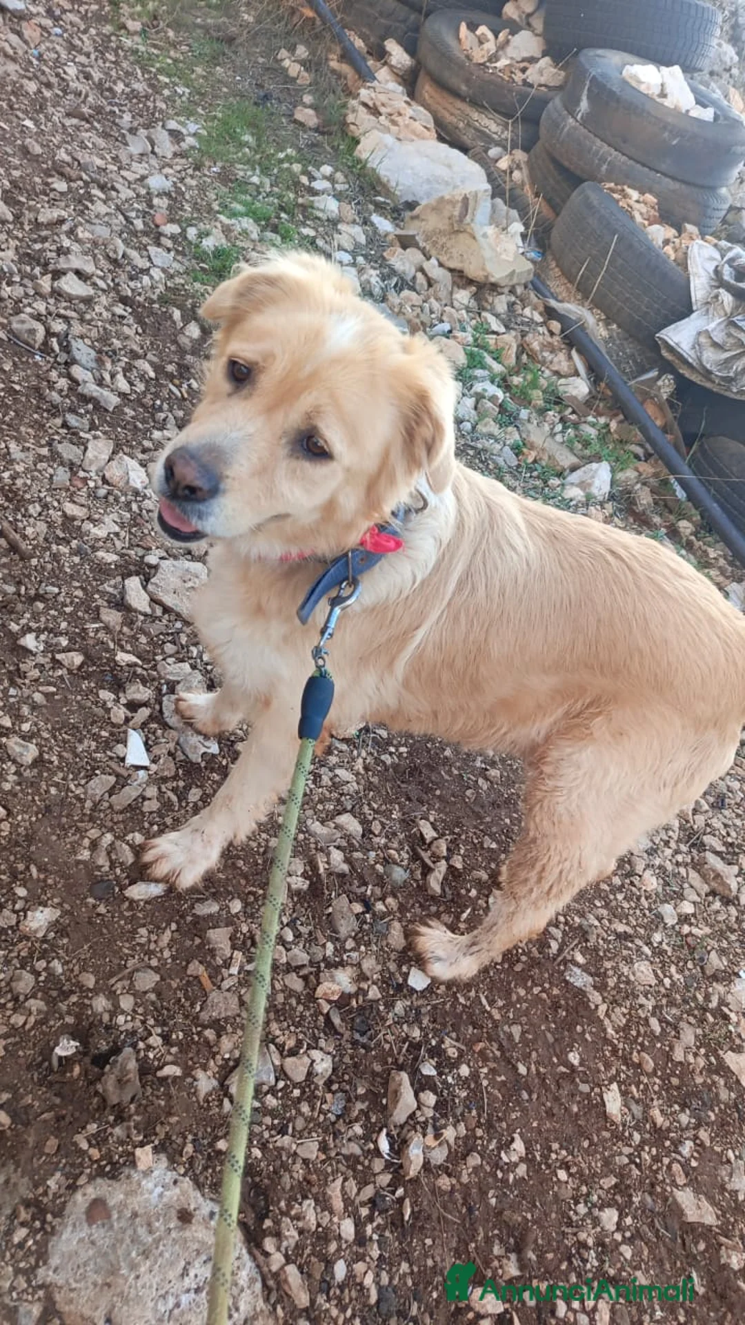 Meticcio cani in regalo: River, un amore di simil Golden Retreiver - Annuncio 7