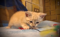 Siamese gatti in regalo: Gattino occhi azzurri incrocio siamese a Metropolitan City of Rome Capital - Immagine 11