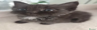 Siberiano 2