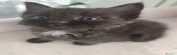 Siberiano gatti in vendita: Cuccioli di siberiano  - Annuncio 5