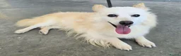 Meticcio cani in regalo: Linus 6 anni Taglia piccola  - Annuncio 4