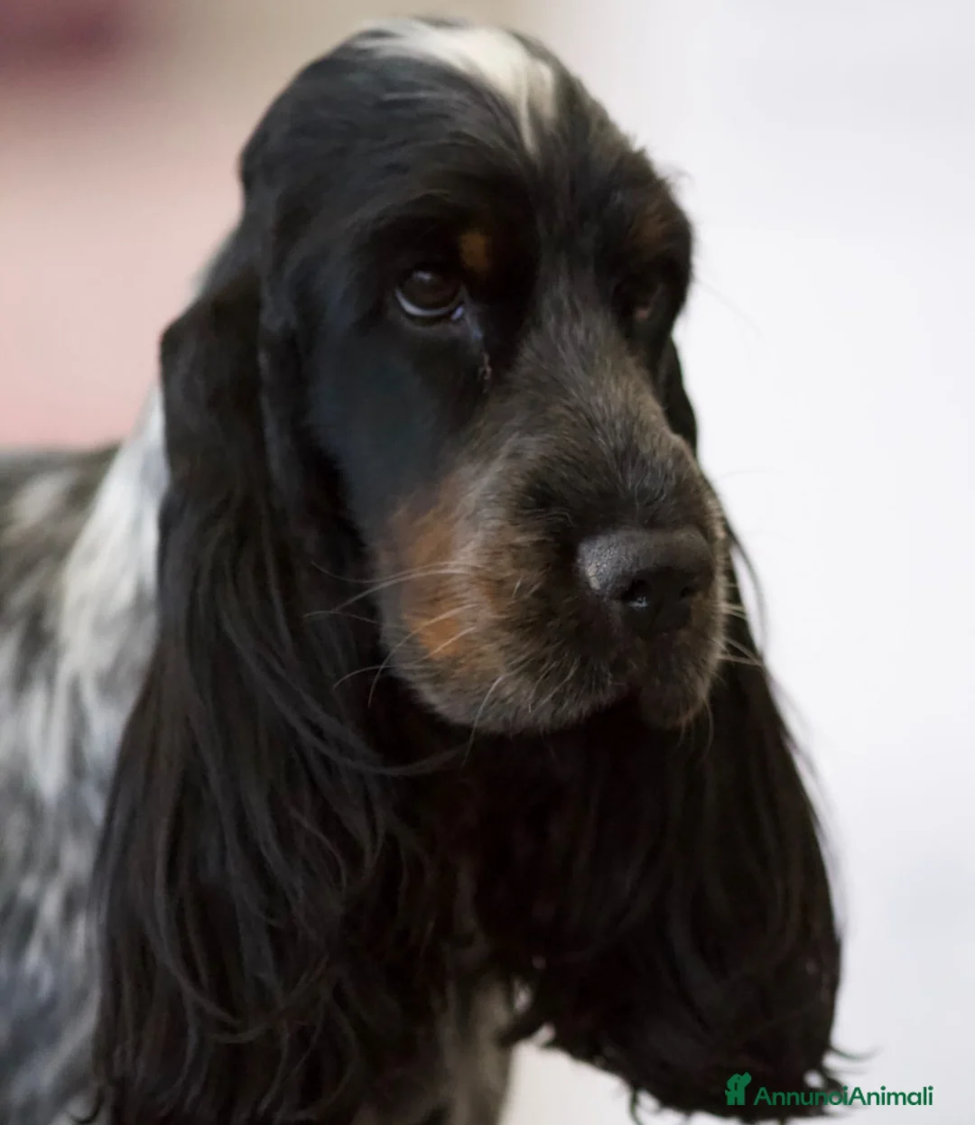 Cocker cani in vendita: Cuccioli Cocker Spaniel Inglese - Annuncio 3
