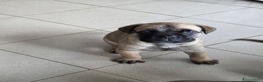 Bullmastiff Cucciolo 5