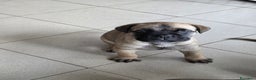 Bullmastiff cani in vendita: Vendo cuccioli di Bullmastiff - Annuncio 10