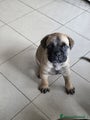 Bullmastiff Cucciolo 5