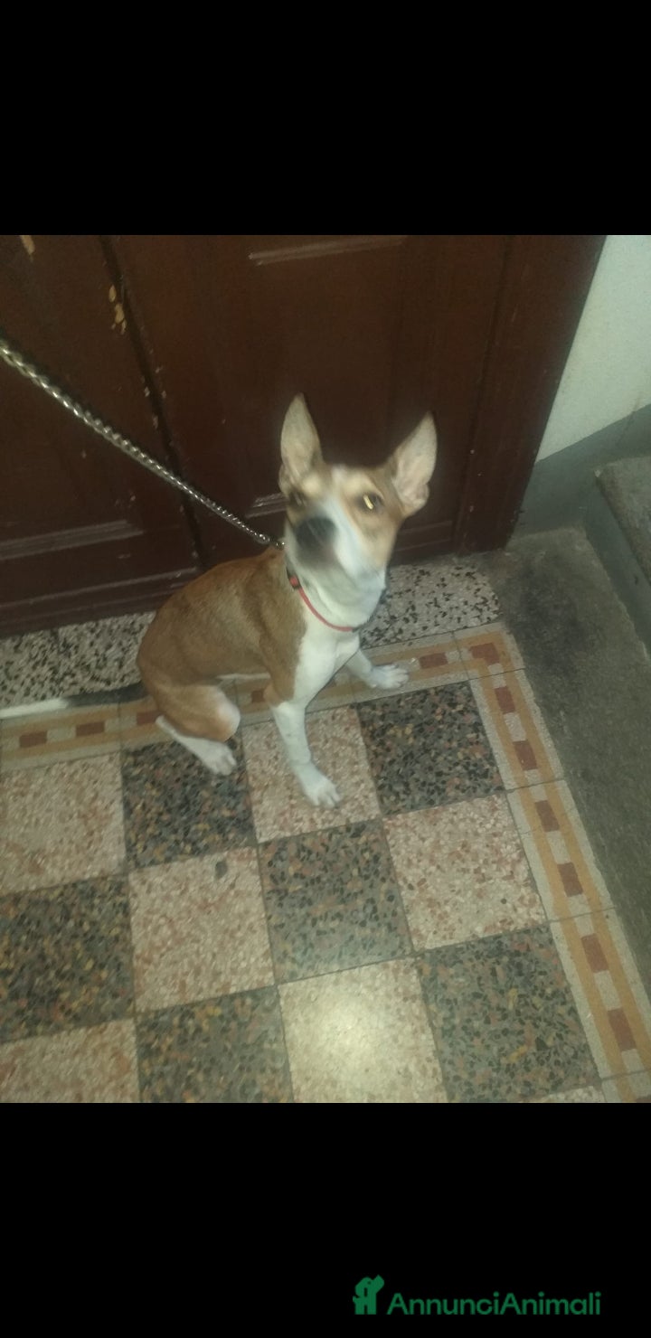 Altre razze cani CUCCIOLA - Annuncio 2