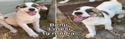 Meticcio cani in regalo: TANTI CUCCIOLI SOLI! a Provincia di Vicenza - Annuncio 4
