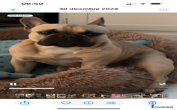 Bulldog Francese cani per accoppiamento: Bulldog Francese cerca Fidanzata a Provincia di Pistoia - Immagine 3