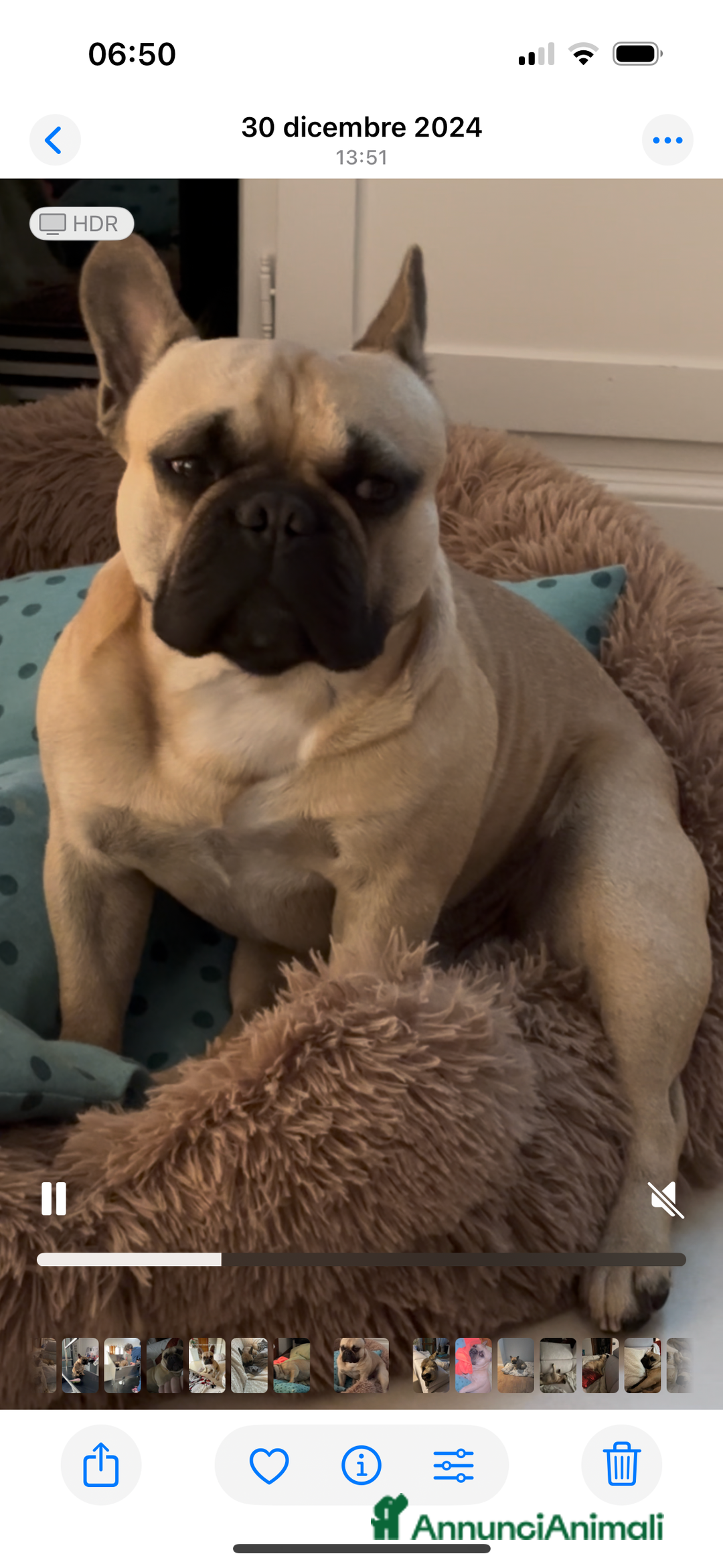 Bulldog Francese cani per accoppiamento: Bulldog Francese cerca Fidanzata a Provincia di Pistoia - Immagine 3