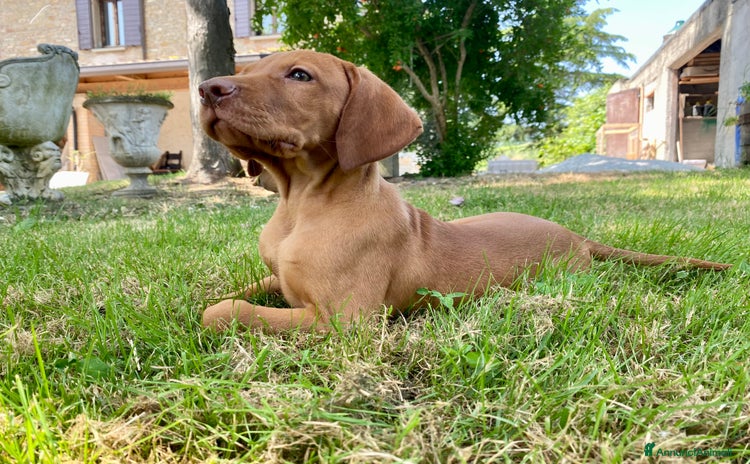 Vizsla cani a Provincia di Forlì-Cesena - Annuncio 2