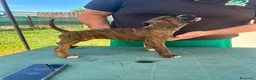 Boxer cani in vendita: Cuccioli di boxer - Annuncio 10