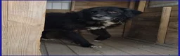 Meticcio cani in regalo: ERAORA dolcissima nonnina! - Annuncio 5